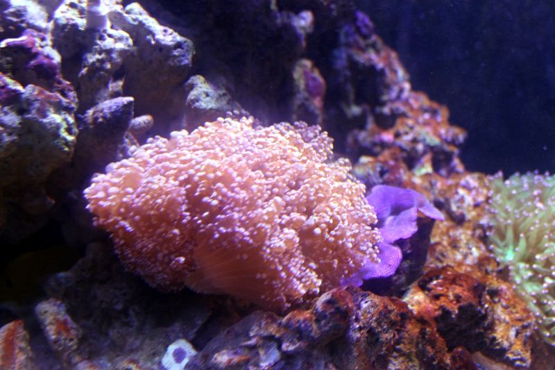 Frogspawn_zpsdfe20115.jpg