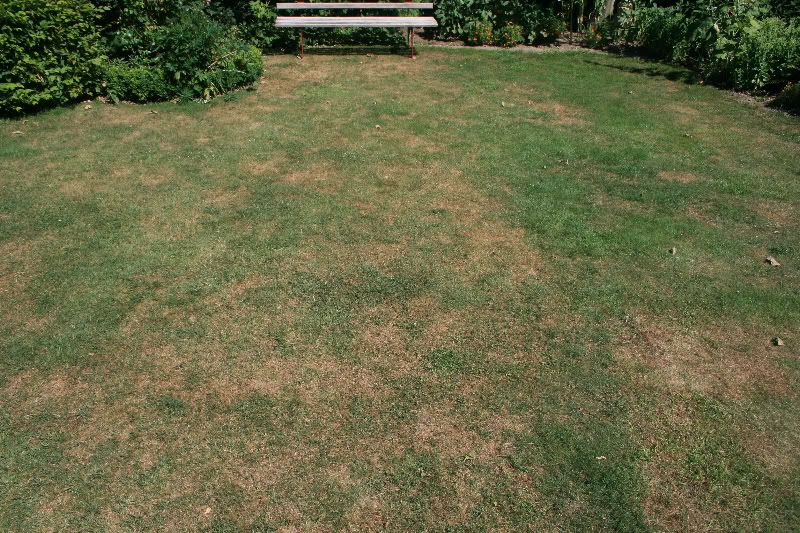 Bilder von unserem "Englischen Rasen" (21.7.2010) • Die ...