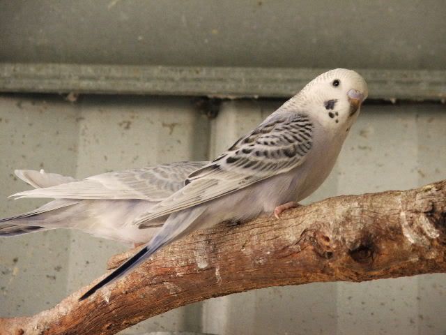 DSCF0283.jpg