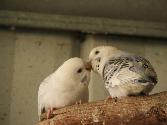 DSCF0284.jpg