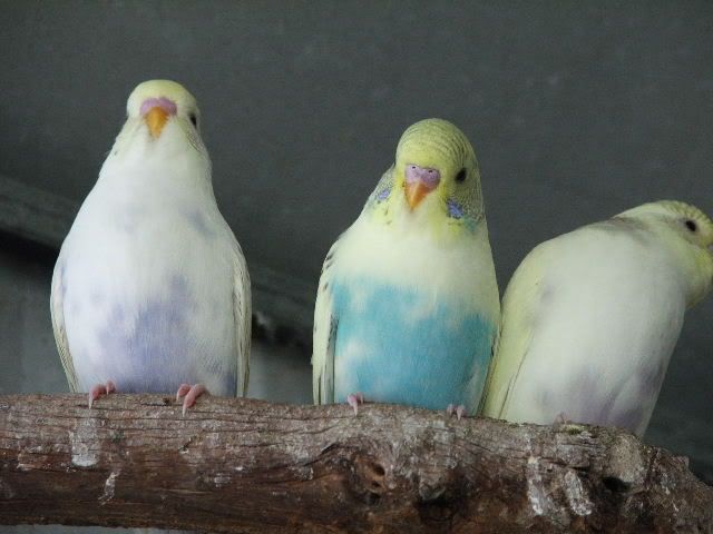 DSCF0289.jpg