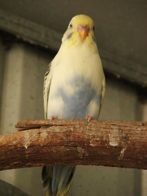 DSCF0296-1.jpg