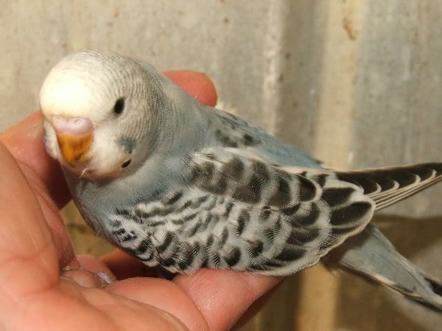 DSCF0305.jpg