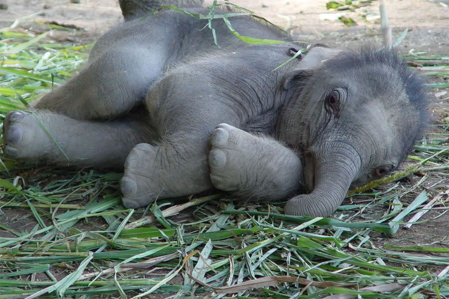 baby-elephant-2.jpg