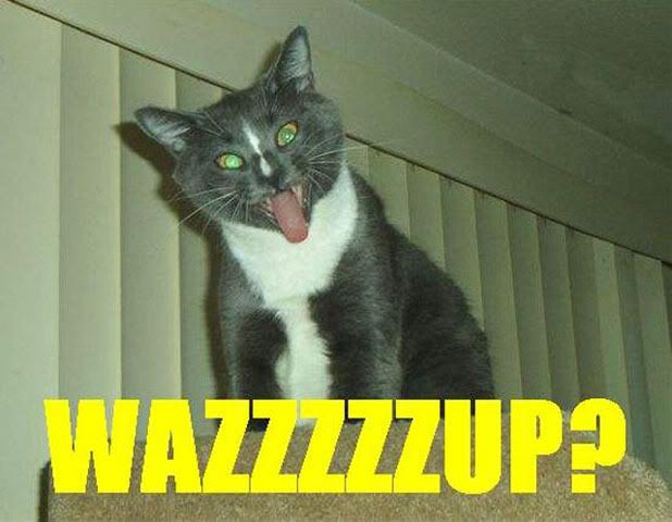 Lol Cat- Wazzup? Pictures, Images and Photos