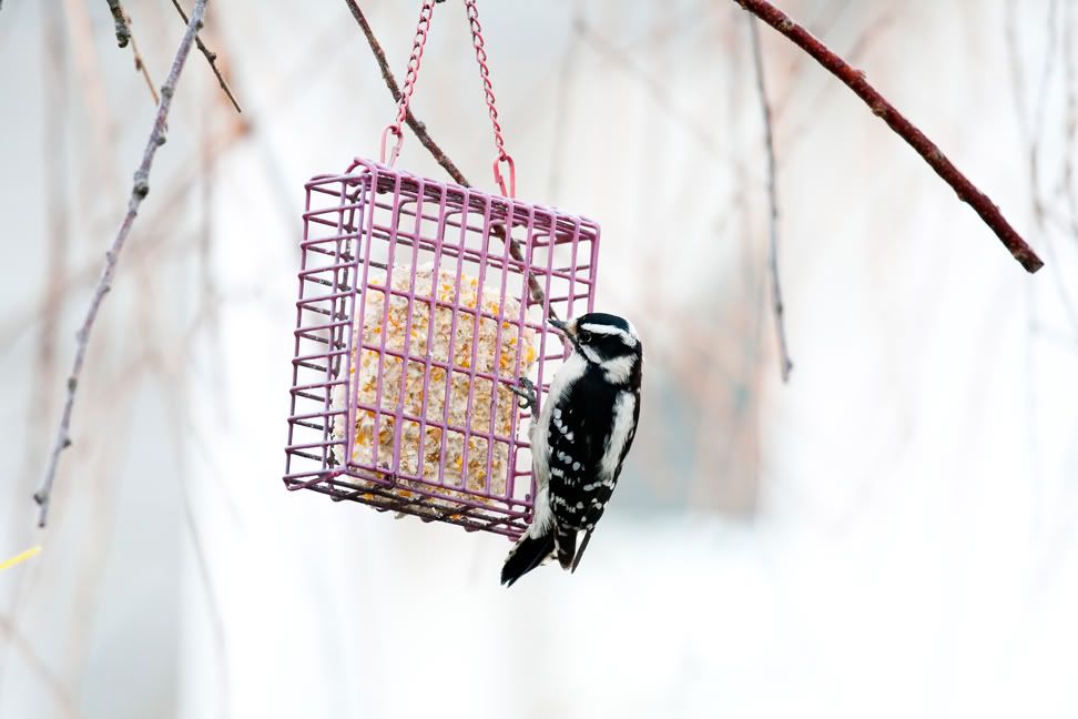 IMAGE: http://i180.photobucket.com/albums/x148/jay11762/photo%20forum/da56e307.jpg