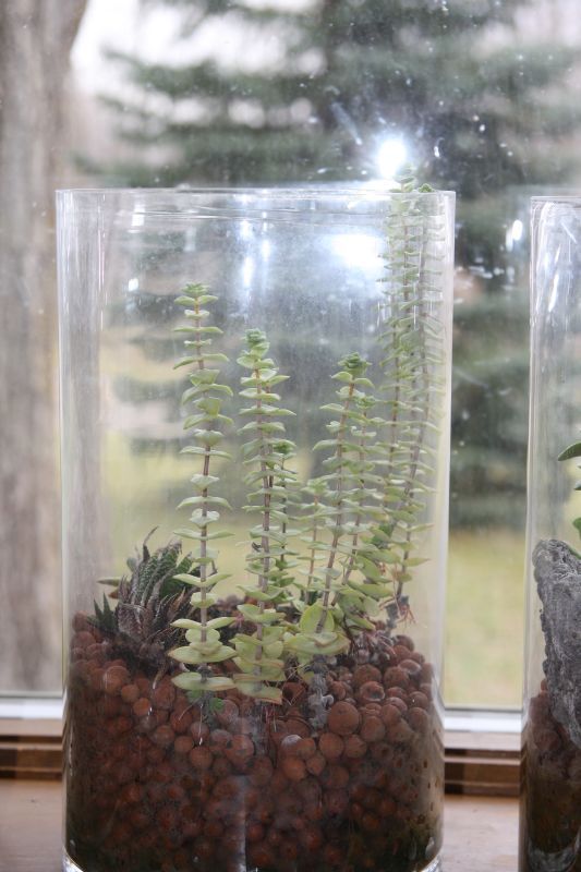 Hydroponic succulents