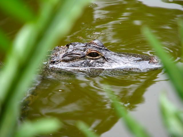 Morikami young alligator