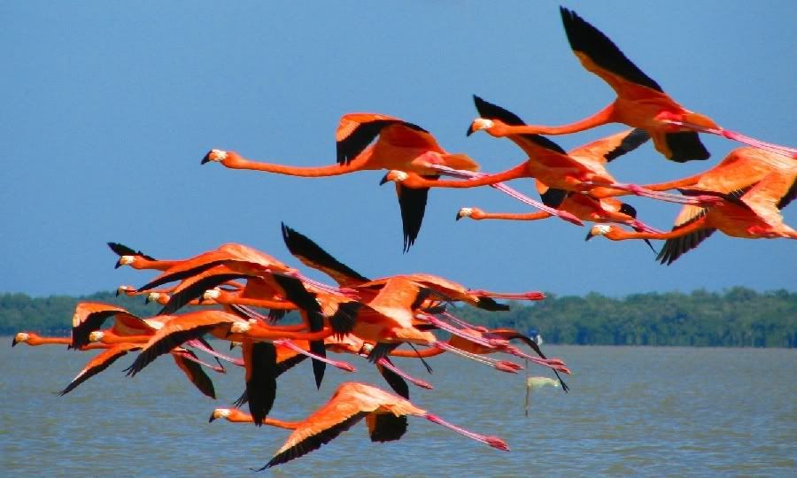 Flamingos, Flamencos