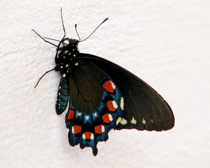 Schmetterling auf Cozumel