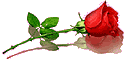 roses.gif roses picture by crislu2007