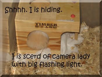 Posted Image