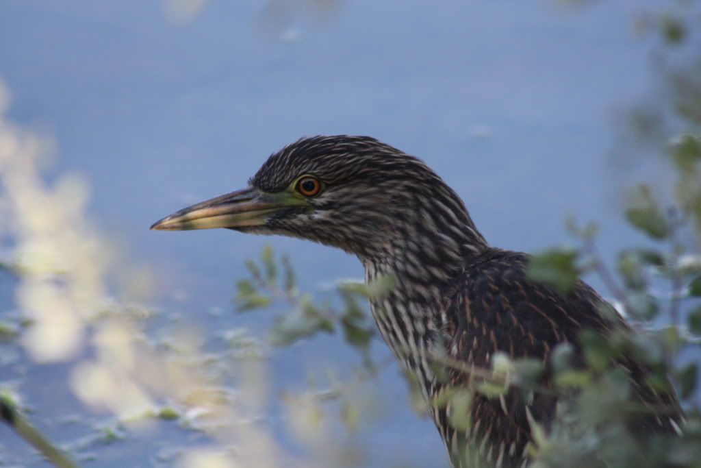 IMAGE: http://i180.photobucket.com/albums/x172/beaustang/bird.jpg