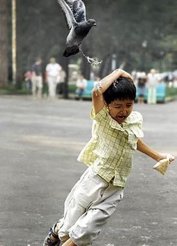 bird-attacks-kid.jpg
