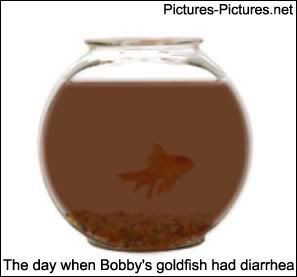 goldfish-diarrhea.jpg