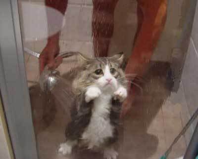 unhappy-cat-in-the-shower.jpg