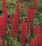 LUPIN 'Shades of Red'