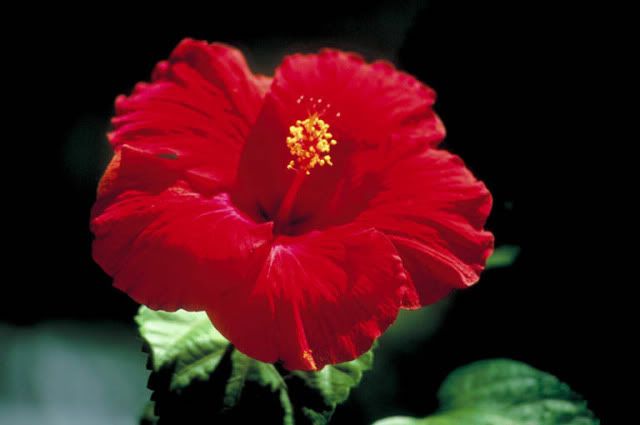 FLORES