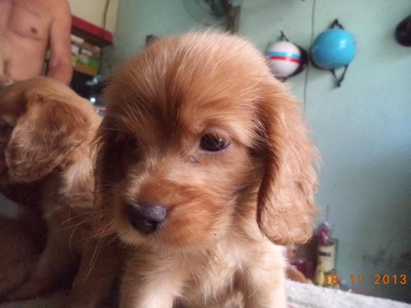 Cocker spainel - lông xoắn - cực cool ^^ - 1