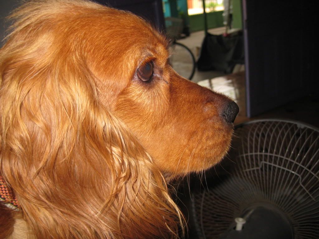 Cocker spainel - lông xoắn - cực cool ^^ - 8