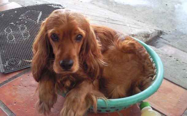 Cocker spainel - lông xoắn - cực cool ^^ - 6