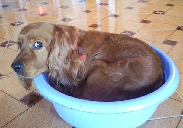 Cocker spainel - lông xoắn - cực cool ^^ - 7