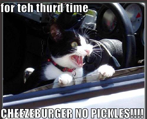 funny-pictures-cat-drive-thru.jpg