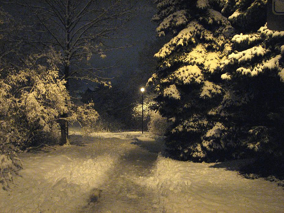 Screams Of A Winter Night. The night was quiet.