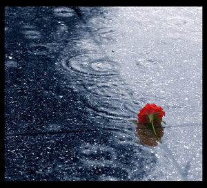 Dropped_in_the_rain_by_humminggirl.jpg
