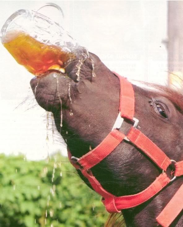 horse drinking photo: HORSE DRINK 0905beer_drinking_horse.jpg