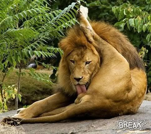40nov14-licking-lion.jpg