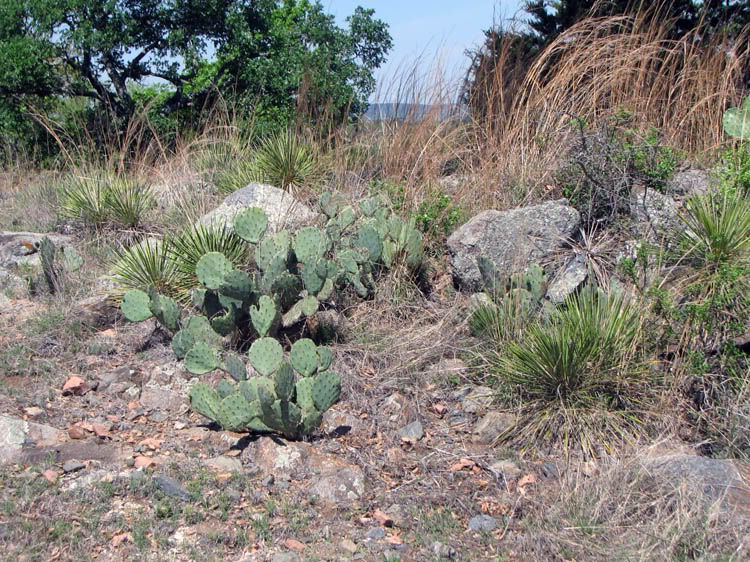Texas Hill Country Cactus trip....