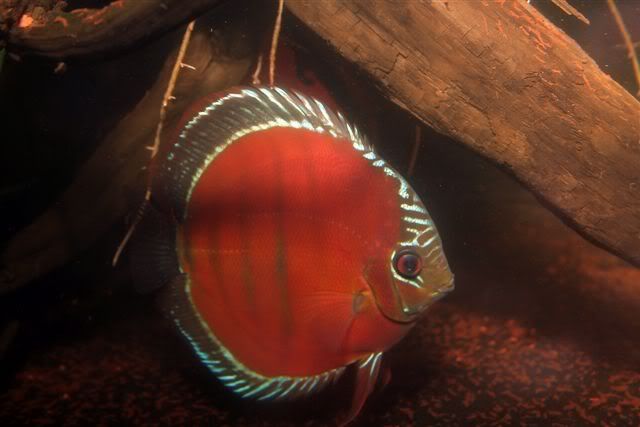 Kuva