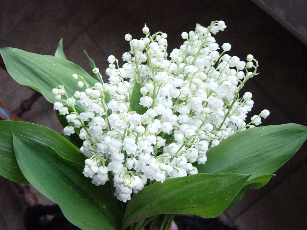 MUGUET1.jpg picture by itzel_chihuahua