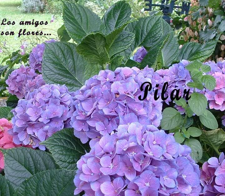 flores.jpg picture by itzel_chihuahua