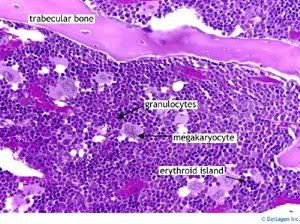 Small Bone Marrow