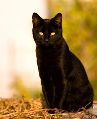 black-cat.jpg image by soundandfuryandpeace
