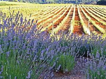 organic vineyard biodynamic wine