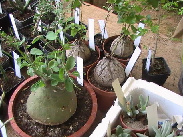 adenia venenata