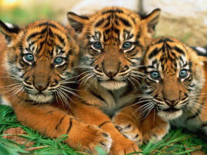 Baby Tigers Pictures