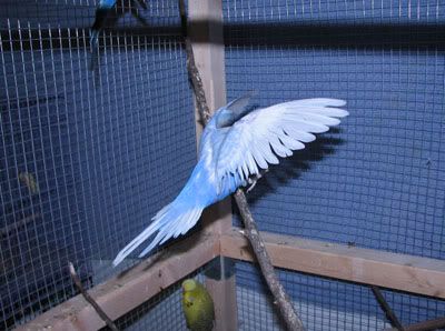 IMG_3038a.jpg