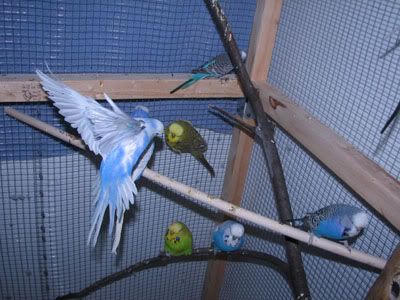 IMG_3103a.jpg