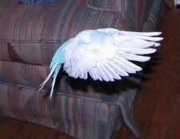 IMG_3175a.jpg