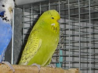 MissysPair004.jpg