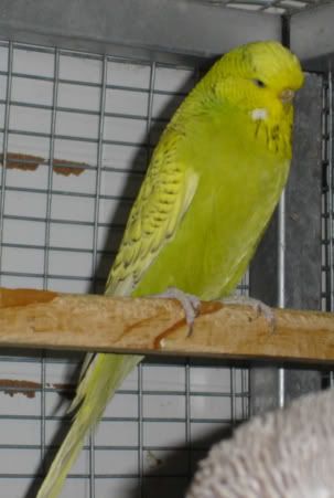 Duchess006.jpg