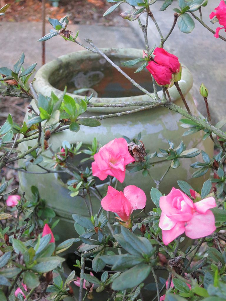 IMAGE: http://i180.photobucket.com/albums/x271/shihracer/AzaleasinbloomFeb2_zpsc5242d89.jpg