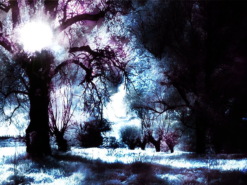 Depth_of_The_Forest_by_StillLife_St.jpg