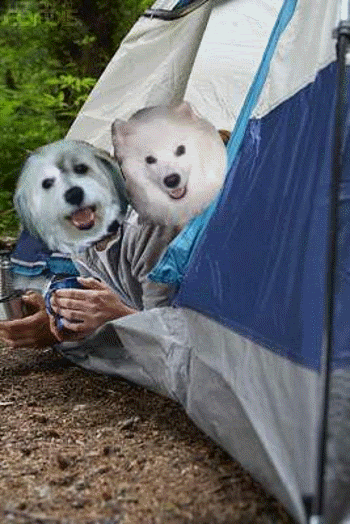 snugglinginthetent.gif snuggling in the tent image by jonesoptical