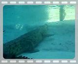  video P9060928.mp4