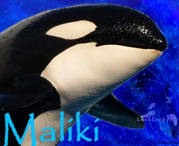 Maliki Avatar